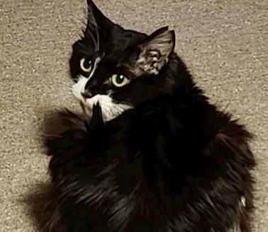 保護猫アニーちゃん