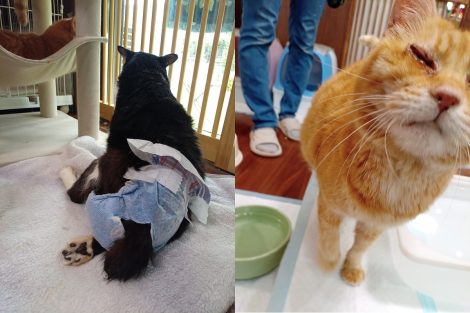 病気や怪我、それぞれの事情を抱えた保護猫たち