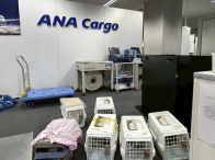 県外へ猫を空輸する際の空港での様子