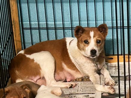 母犬も無事に保護されました