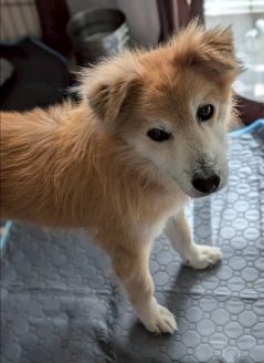 センターから引き出されたハイシニア犬のしょうちゃん