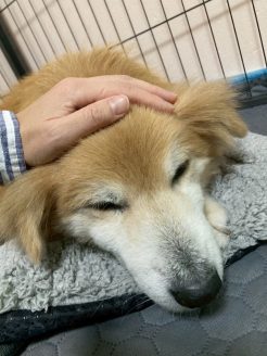 これから手術に出発するハイシニア犬