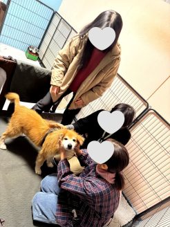 ボランティアに愛されるハイシニア犬のしょうちゃん