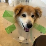 寄付による支援で命を繋いだハイシニア犬