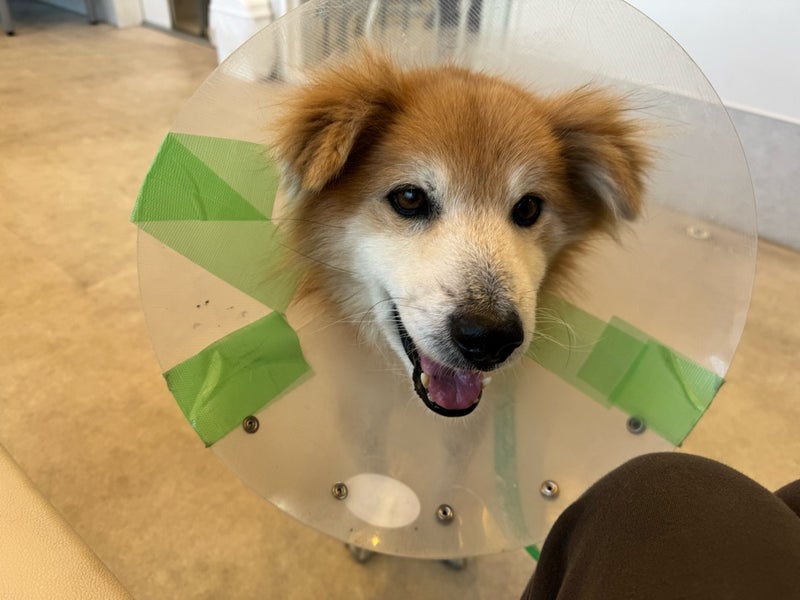 寄付による支援で命を繋いだハイシニア犬