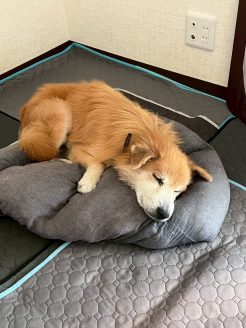 寄付による手術を乗り越えてお昼寝中のハイシニア犬