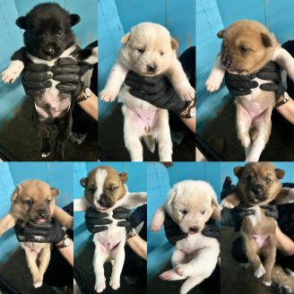 ７頭の子犬の命が繋がりました