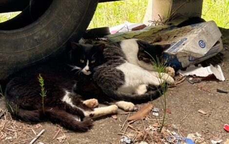 多頭飼育崩壊現場のねこたち