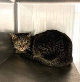 保護された猫