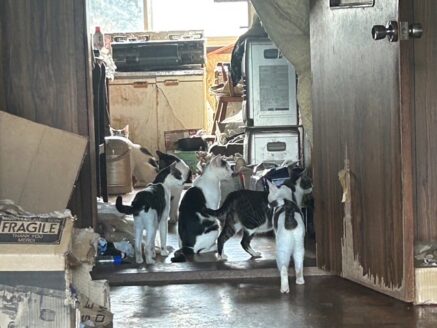 多頭飼育崩壊現場のねこたち
