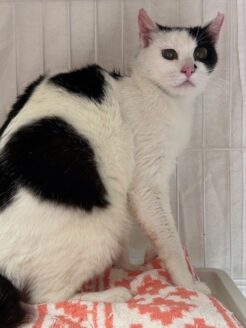 保護された猫