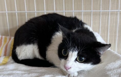 保護された猫
