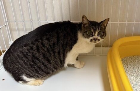 保護された猫