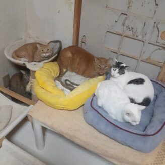 行き場を失った保護猫たち