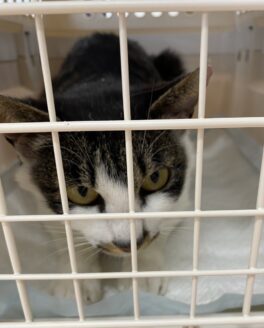 保護された猫