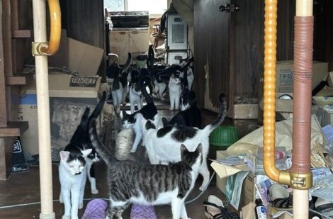 多頭飼育崩壊現場のねこたち
