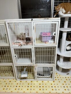 行き場を失った保護猫たち