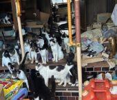 多頭飼育崩壊現場のねこたち