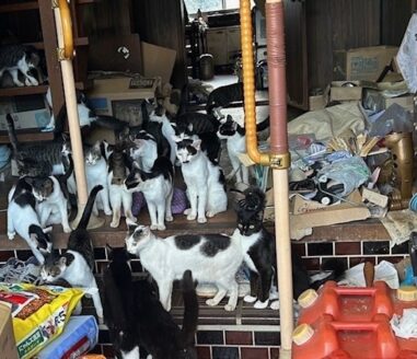 多頭飼育崩壊現場のねこたち