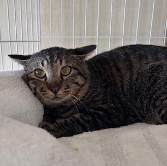 保護された猫
