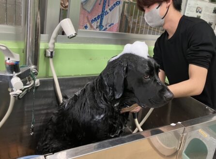 シャンプーされる犬