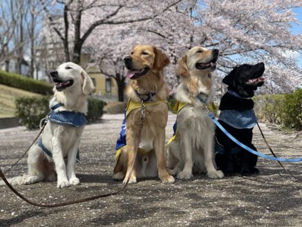 介助犬、DI犬、PR犬