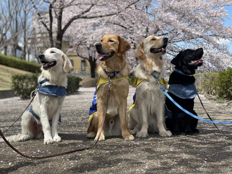 介助犬、DI犬、PR犬