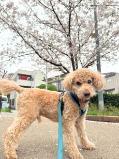 見えなくてもお散歩は楽しいの♪