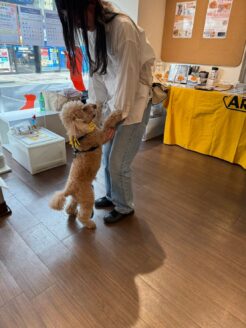 都内の里親会に来てね!