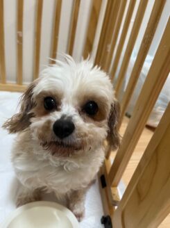ブリーダー廃業による多頭飼育崩壊からレスキューされた保護犬
