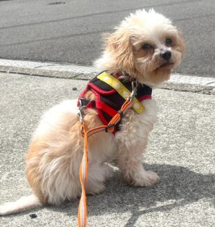 ブリーダー廃業による多頭飼育崩壊からレスキューされた犬