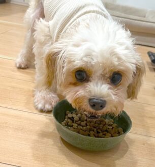 ブリーダー廃業による多頭飼育崩壊からレスキューされた保護犬のたんぽぽ