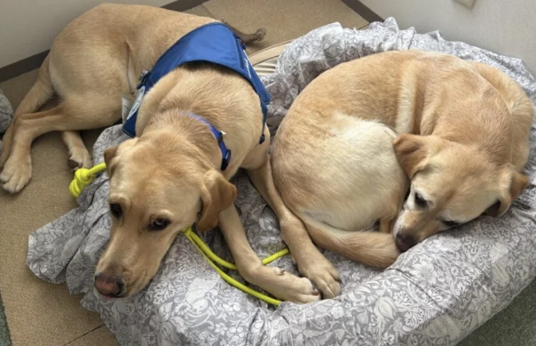 うちのこ肖像画 売り上げの一部を地元の犬猫保護団体に寄付させて頂き