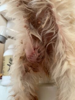 ブリーダー廃業による多頭飼育崩壊からレスキューされた犬