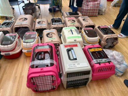 函館の多頭飼育崩壊からレスキューされた猫たち