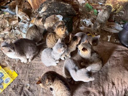 石狩管内で発生した多頭飼育崩壊の現場