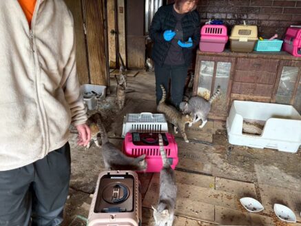 ツキネコ北海道の吉井代表になつく保護猫のかつしん
