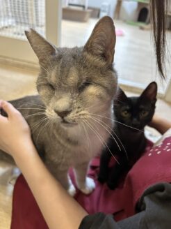 石狩管内の多頭飼育崩壊からレスキューされた猫たち