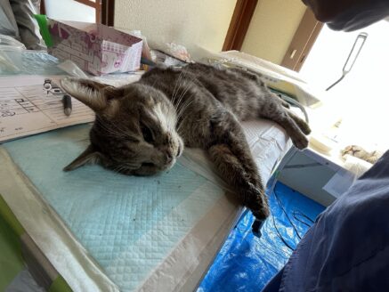多頭飼育崩壊からレスキューされた猫のケア