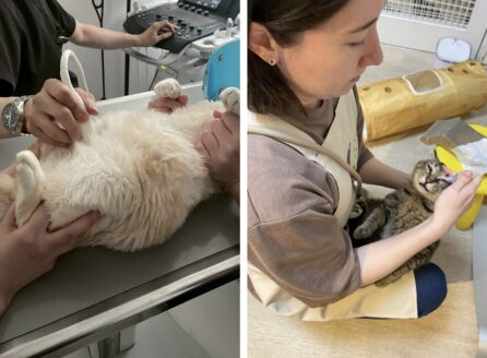 多頭飼育崩壊からレスキューされた猫たちのケア