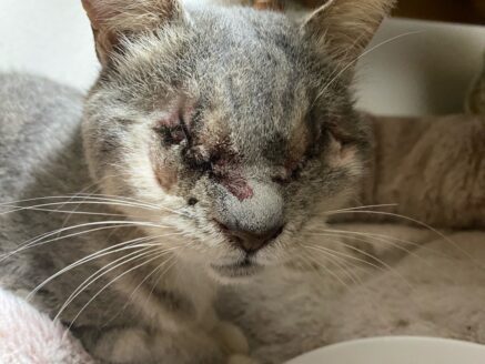 眼球摘出後の保護猫の様子