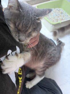 人が大好きで甘えん坊の保護猫かつしん