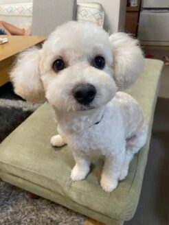 多頭飼育崩壊からレスキューされた保護犬