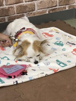 アグリドッグレスキュー保護犬譲渡会