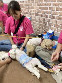 アグリドッグレスキュー保護犬譲渡会