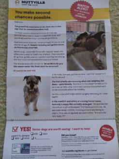 Muttville News letter