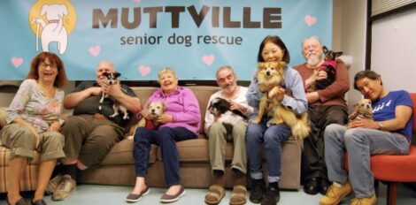 Muttville Cuddle Club