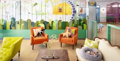 Muttville 室内