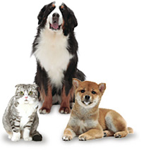 dog&cat