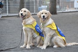 社会福祉法人　日本介助犬協会さんの犬たちは、黄色と青のケープが目印（例外もあります。）。